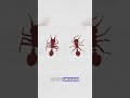 Essas Formigas 🐜 viram uma Bola flutuante 🤯 #ciencia #fatoscientíficos #fatos