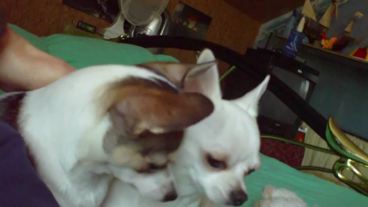 Jingle Bells Dogs Inken and Piggy Lounging YouTube