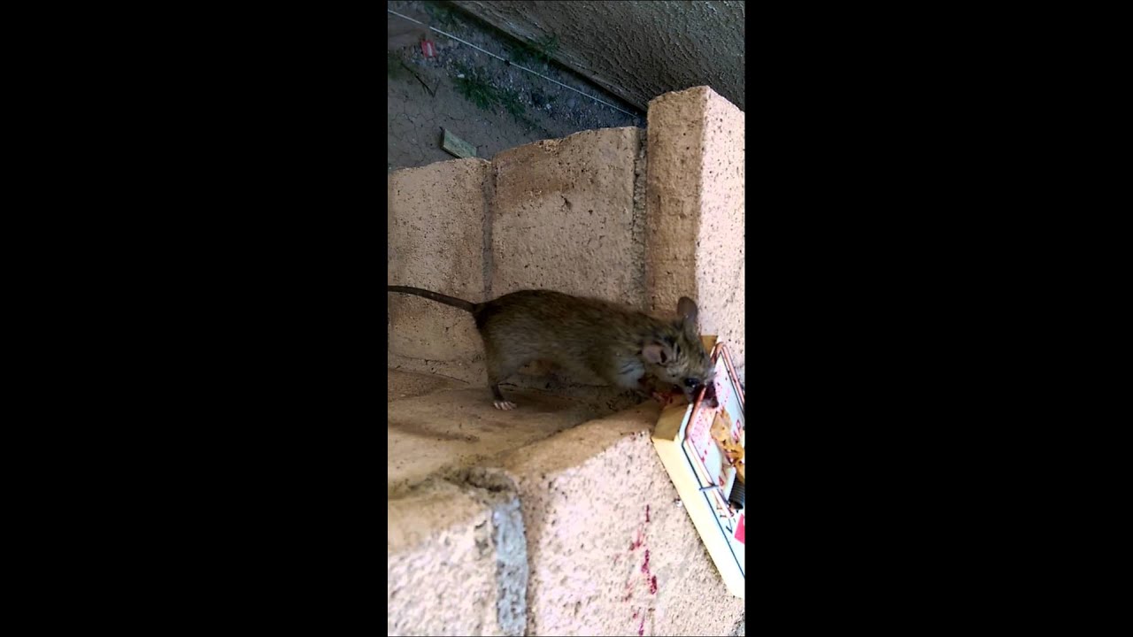 Rats in the trees and on the wallls in Las Vegas YouTube