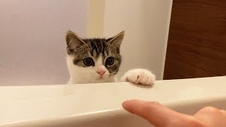 ママ何してるの？パパ猫と子猫がお風呂に遊びに来ました！