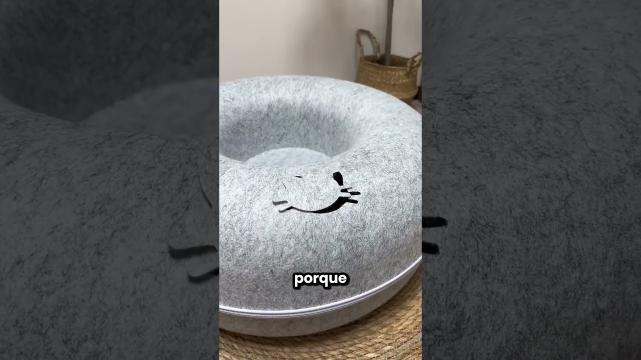 Este Gatito Solo Quería Estar En Su Cama 😂