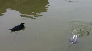 Diving Ducks Ducks Swimming Underwater