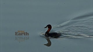 WildEarth - Sunset Safari - 31 March 2020