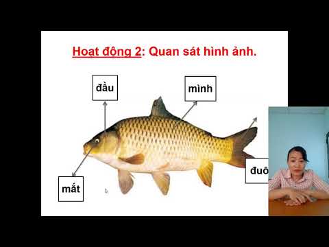 Môn Tự nhiên xã hội Khối 1B: Bài con cá