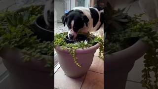 Messy Drinker Dog Hack #goodtoknow #lifehacks #vet #medicine #funfacts #dog #diy #educational