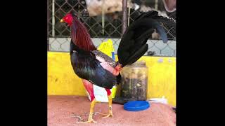 اجمل انواع الدجاج الهاراتي التايلندي المقاتل