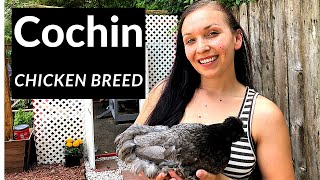 Cochin Chicken Breed - Backyard Chickens