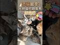 ​被貓咪包圍是什麼體驗？真的太幸福了❤️#shorts #cat #catlove #貓咪 #貓奴 #​療癒