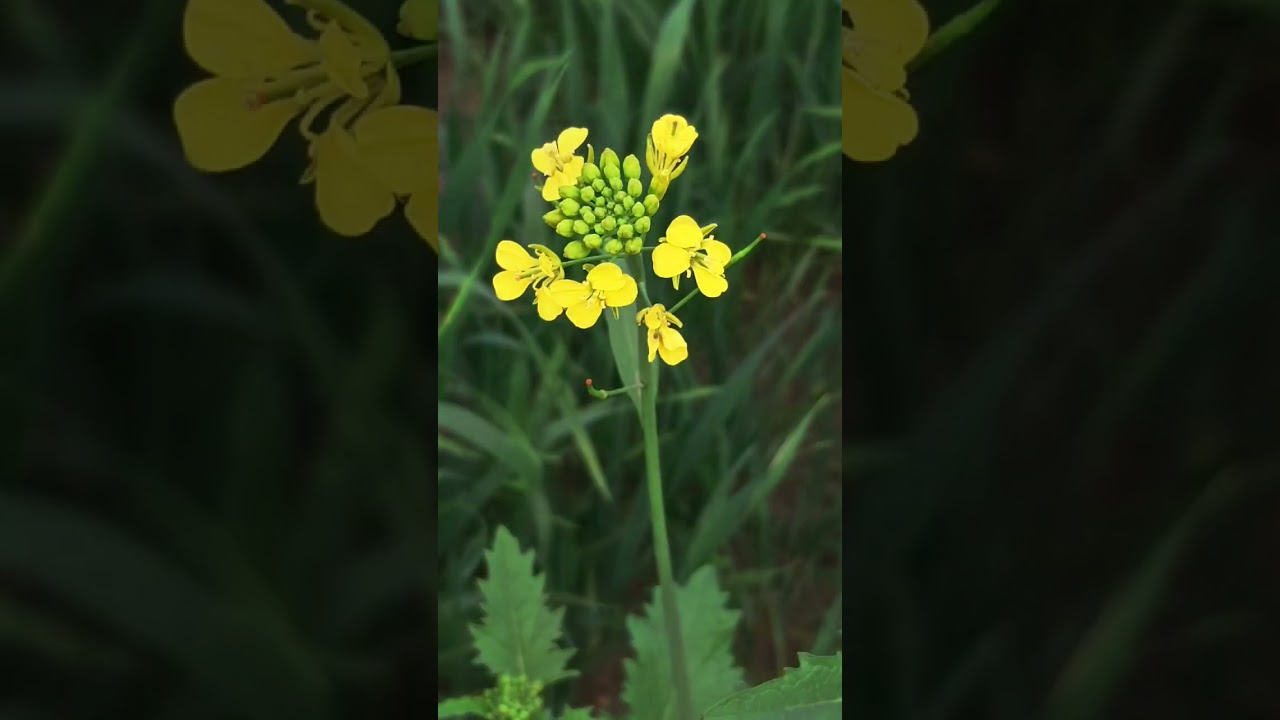Mustard flower edit 