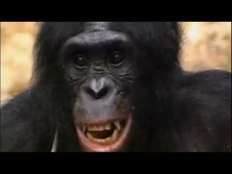 الشمبانزى أذكى حيوان فالعالم