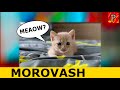 Morovash Song рџђ Poykeh Mystery Man Morovash Song рџђ Poykeh Mystery Man