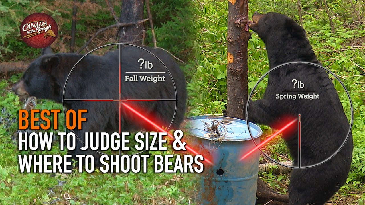 How To Judge & Hunt Bears | 20 Hunts in 10 Minutes! (BEST OF HUNTING Compilation)