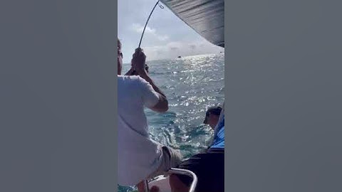 cá bóp 13k côn đảo nhẹ ae cần thủ