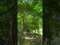 칠월25 더운날 그늘아래 산 나무 걷기 나는반딧불 황가람 칠월25 더운날 그늘아래 산 나무 걷기 나는반딧불 황가람