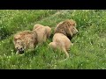 Главный прайд отправил Беляшика в дозор) Тайган Lions in Crimean Taigan