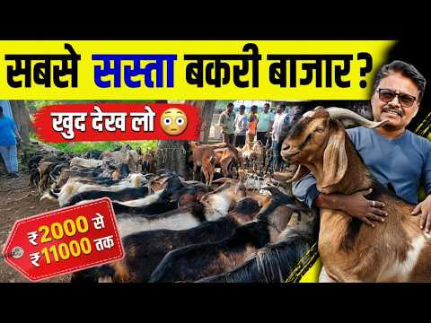 😱 क्या सच में ये है CG-Odisha का सबसे सस्ता बकरी बाजार? | Padampur Bakri Bazaar Saturday Market