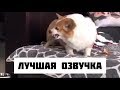 ЛУЧШАЯ ОЗВУЧКА (КОРГИ НА ТРОПЕ ВОЙНЫ)