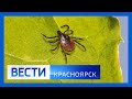 Вести Красноярск  Выпуск 8 апреля 2022 года