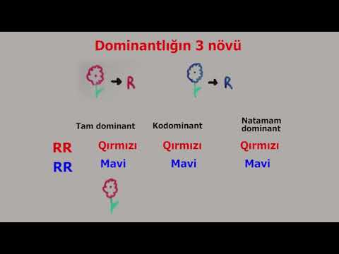 Video: Natamam dominantlıq prinsipi nədir?