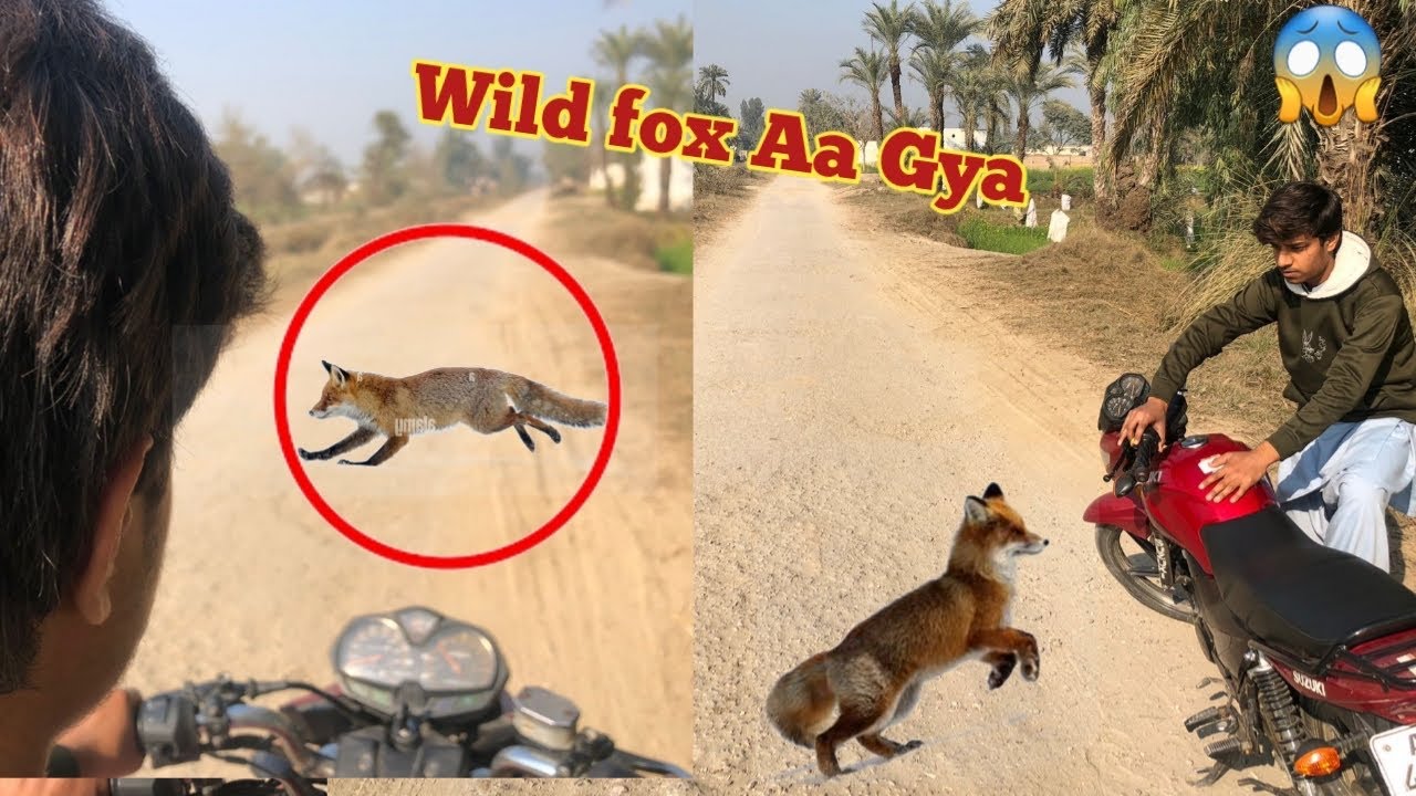 Achanak Rashty main wild fox 🦊 Aa Gaya 😱