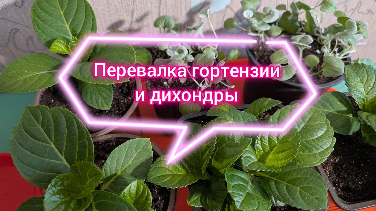 Крупнолистная гортензия без зимней спячки/Уплотняем дихондру