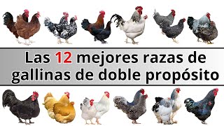 Las 12 mejores razas de gallinas de doble propósito de todo el mundo