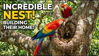 Watch How Scarlet Macaws Build Their Incredible Nests!