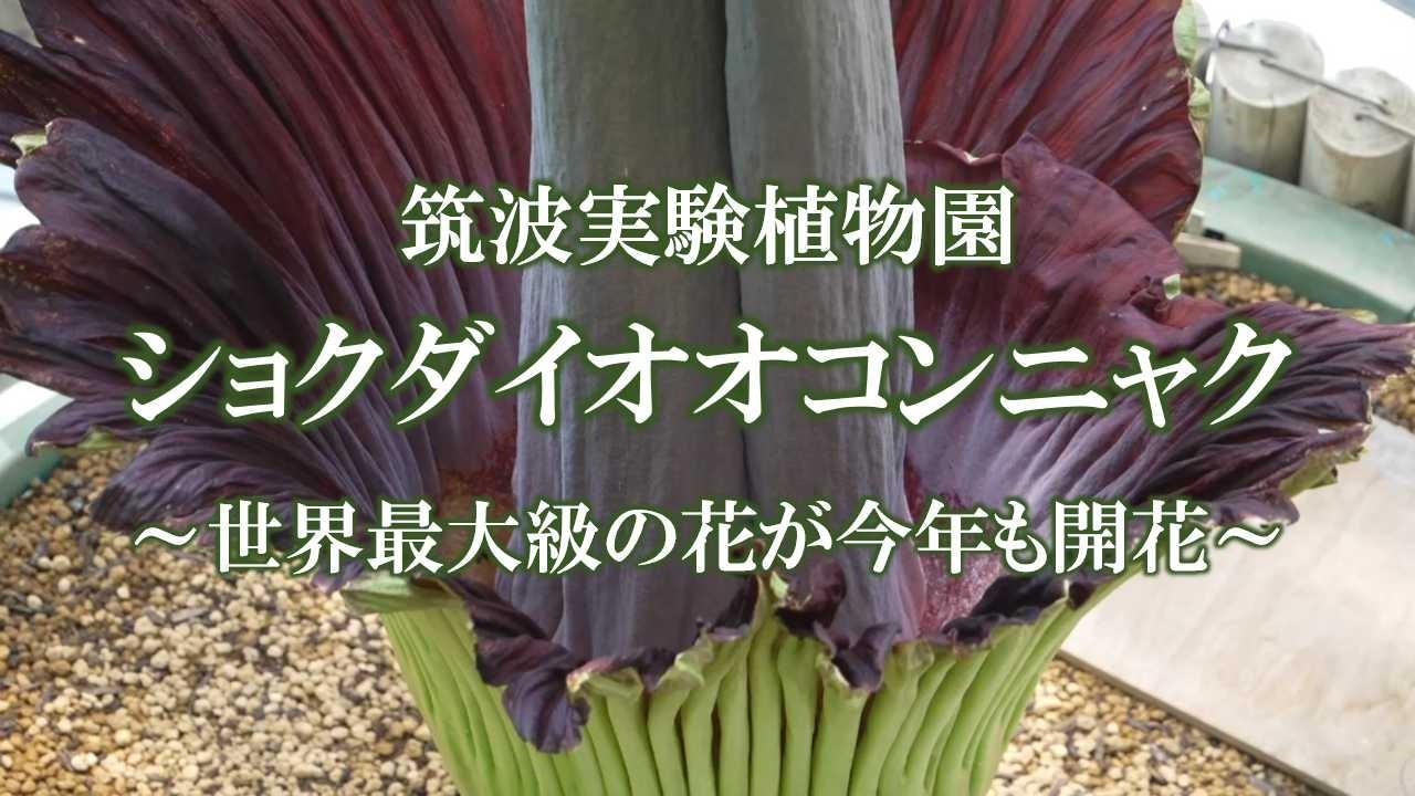 花と地球 お花がスパークル！(1月下旬頃より順次発送) | Zingaro