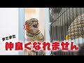 先住猫が何度も威嚇するせいで子猫にある変化が起こりました…