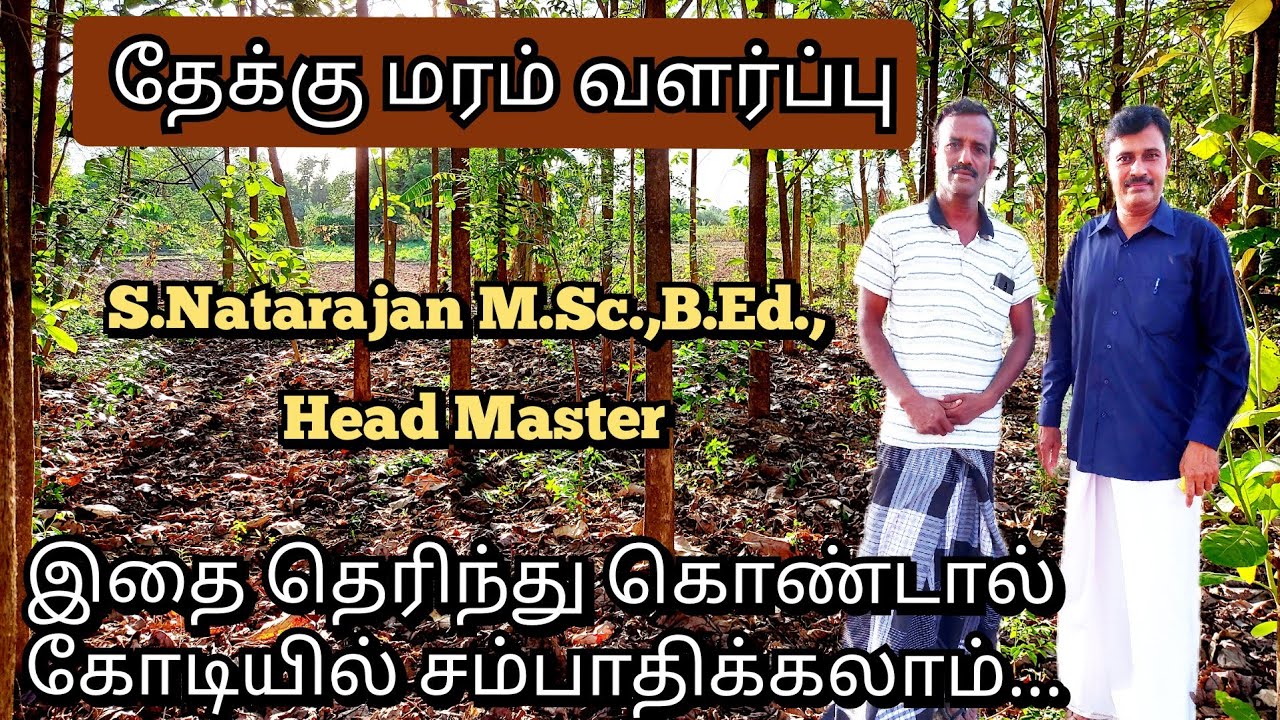 Teak Tree Cultivation In Teak Tree Cultivation In