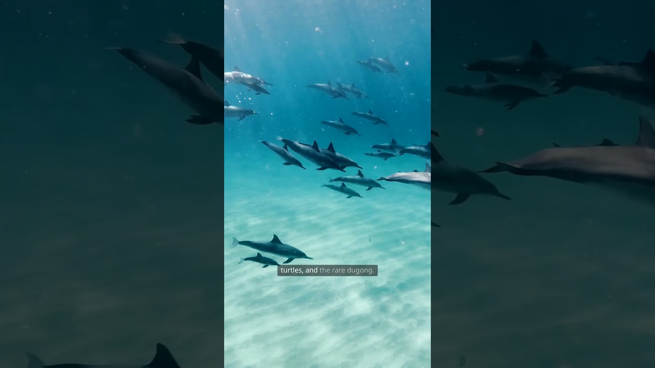 Bazaruto Paradise 🏝️ | Mozambique’s Tropical Gem #Shorts