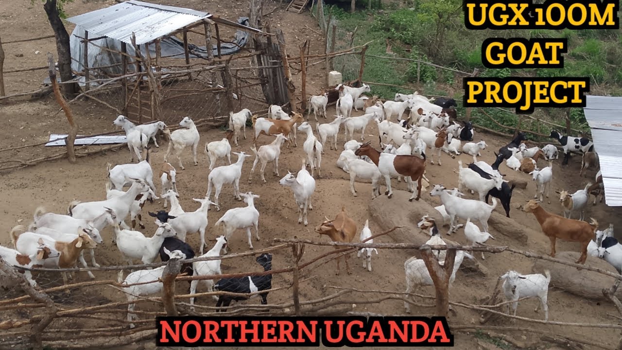 100 миллионов угандийских шиллингов в козах?! 🐐 Подробности нашего проекта по разведению скота в ...