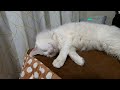 #247 何周もするネコ - round and round -