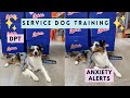 Service Dog for Anxiety Training: deep pressure therapy, &amp; anxiety alerts | australian shepherd
