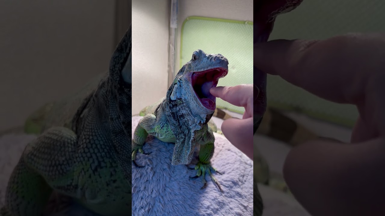 遊びに付き合ってくれるイグアナ 