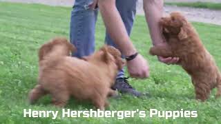 Henry Hershberger's Mini Goldendoodle Puppies B by Mt Hope Puppies 14 views 10 hours ago 1 minute, 3 seconds