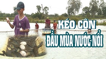 ĐẨY CÔN BẮT CÁ LÓC ĐỒNG MÙA NƯỚC NỔI | Miền Tây Phố