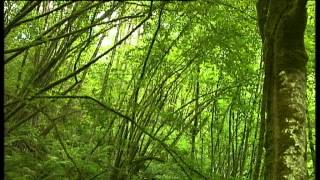 Ruta Molinos Ríu Profundu (Villaviciosa-Asturias) (Idioma: ES)