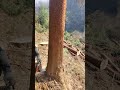 “Satisfying Tree Cutting with Chainsaw 😲💯”