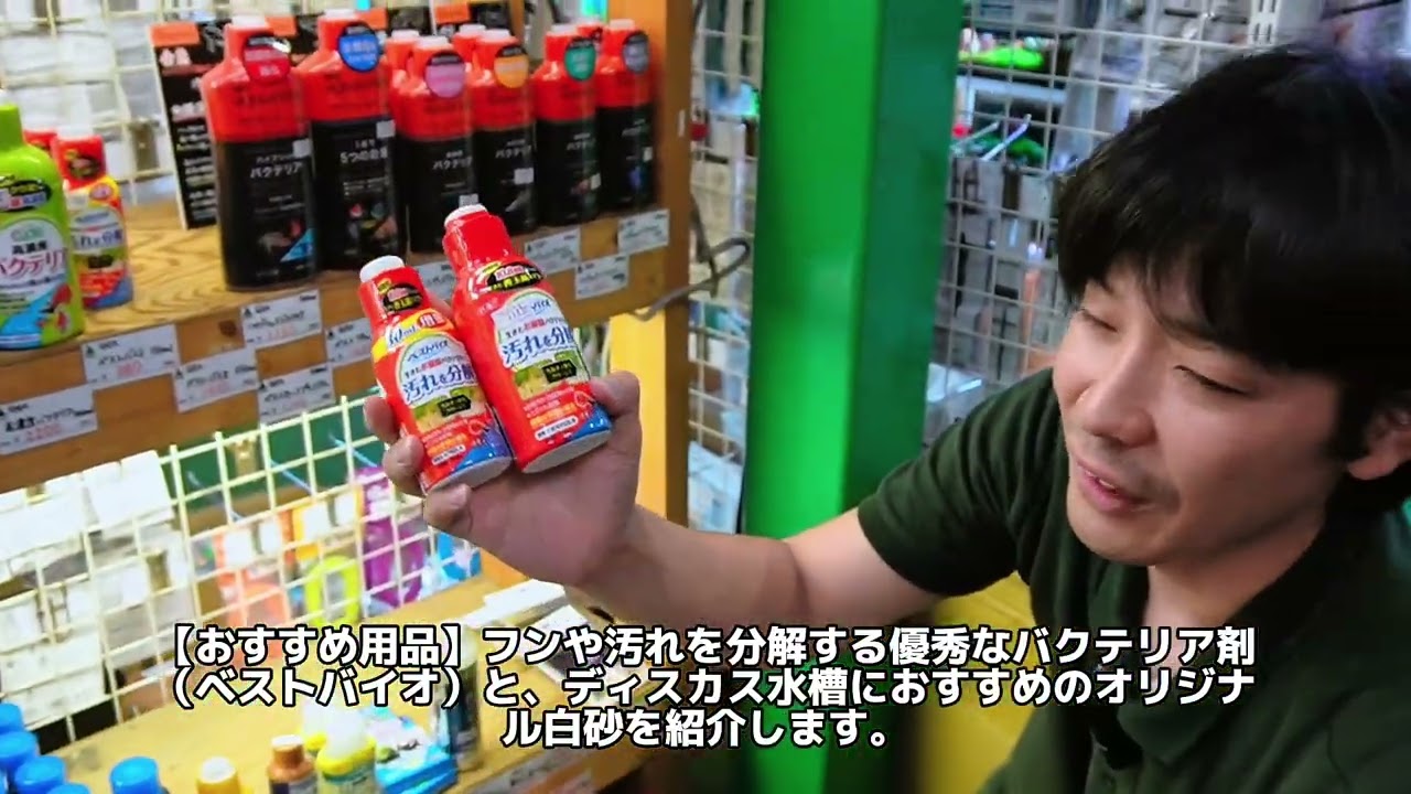 熱帯魚の入荷案内!コリドラス各種、ナイジェリア産とコンゴ産の電気ナマズ、バイランティ、ナイフフィッシュ各種、アルビノレッドヘッドダイヤモンドエンゼル、アフリカンジャイアントロックシュリンプ(ムキムキ)
