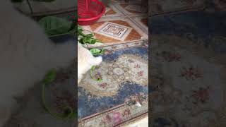 baby puppy cute #pet #cute #puppy