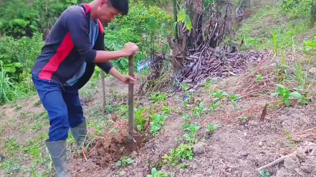 Berkebun dan ngebolang, buat bedengan, tanam pohon kakao dan pisang, pangcing ikan, masak #petani 