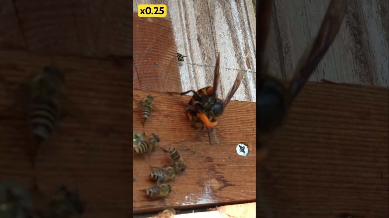 Giant Hornet Attack Honeybee Counterstrike