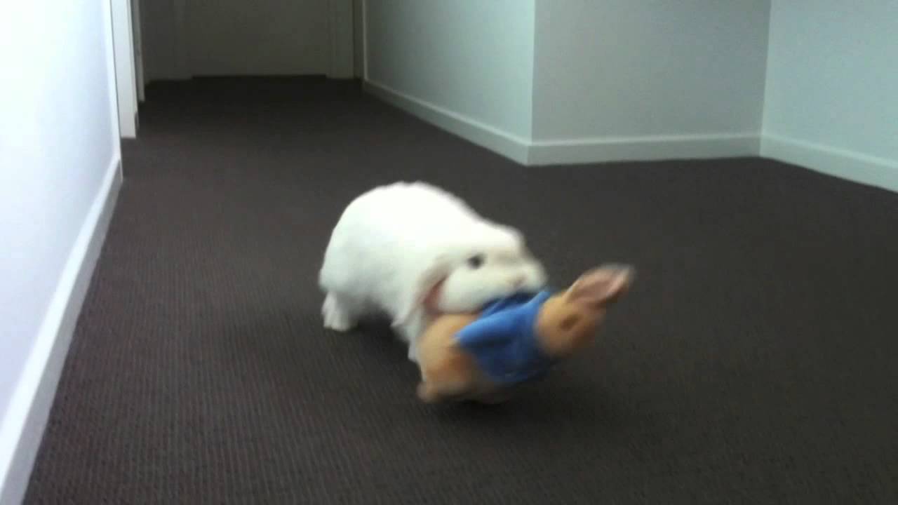 holland lop toys