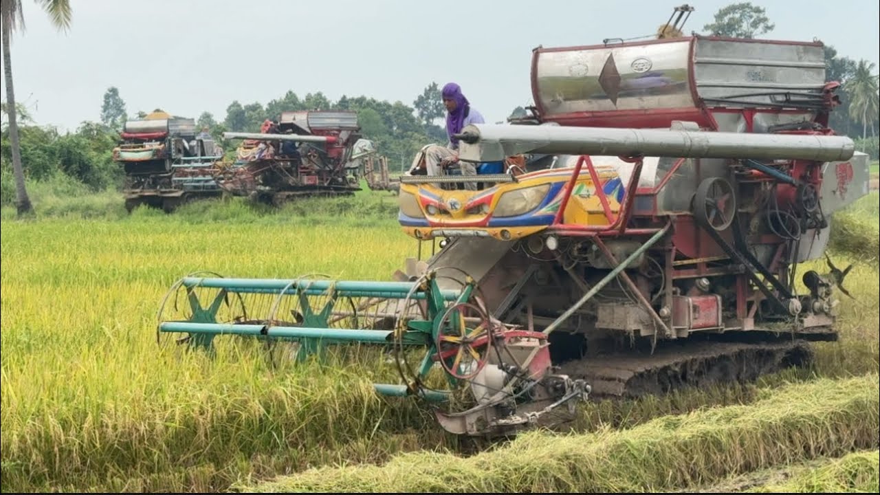 EP.41 รุมกัน 3 คัน ข้าวพันธุ์ 107 จำนวน 20 ไร่ ได้ข้าวเกินเนื้อนาอีกแล้ว แต่ราคาไม่ดีเท่าไร🌾