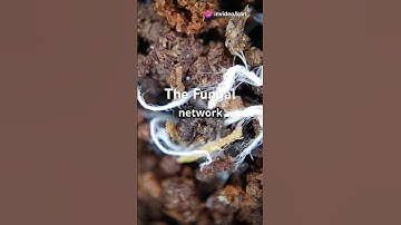 The Hidden Fungal Internet: How Trees Secretly Communicate Underground
