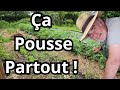 Le Potager en Pleine Croissance : Suivez-moi !