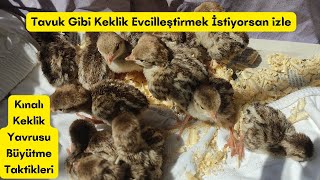 KEKLİK YAVRUSU EVCİLLEŞTİRME | Kınalı Keklik Yavrusu Büyütme | Keklik Yavrusu Besleme| Evcil Keklik