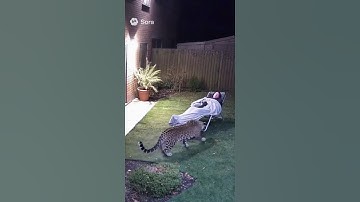 Leopard Breaks Into a Backyard and Attacks a Sleeping Man! #animals #cat