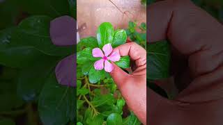boa noite cor de rosa #plantas #flores #shortsflores